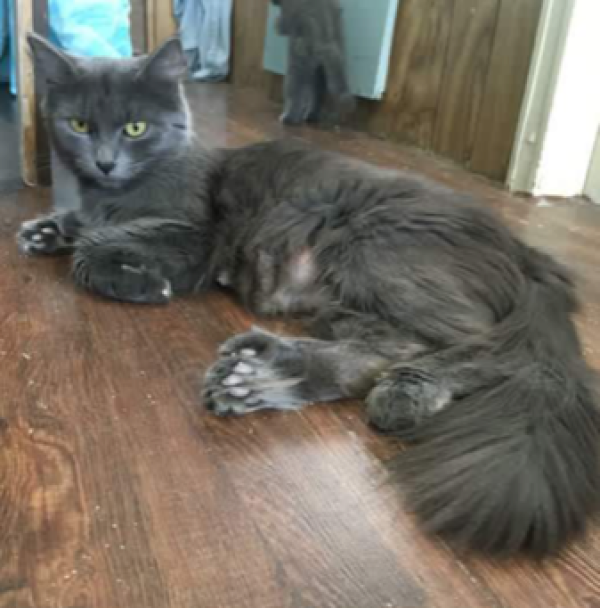 Mitaines Les Pattes Jaunes Les Pattes Jaunes