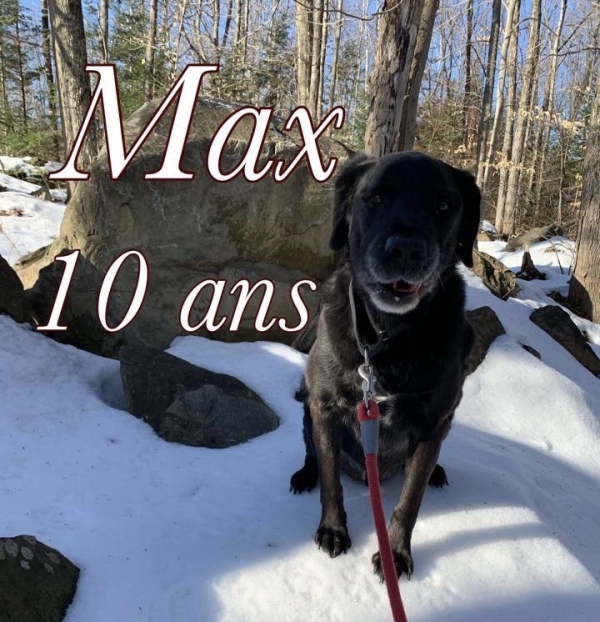 Spca Lanaudière Basses Laurentides Les Pattes Jaunes