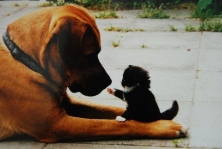 Image Comment introduire un bébé animal d’une autre espèce avec un chien adulte à tendance à la prédation?