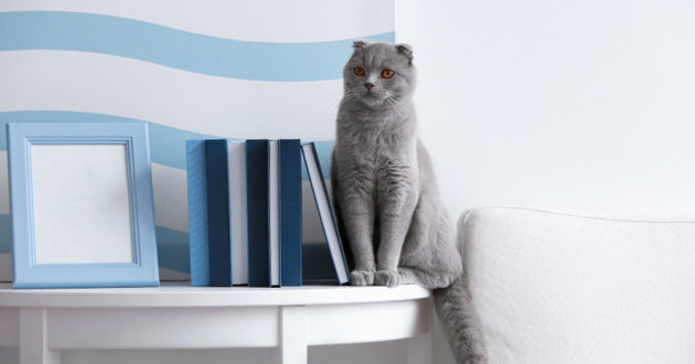 Image Anxiété de séparation chez le chat : Quels sont les signes et les traitements ?