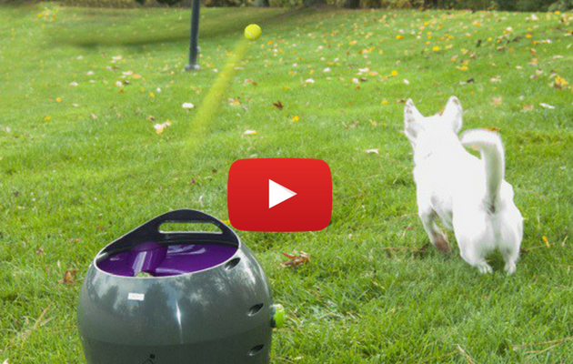 Image On teste un lanceur de balle automatique pour chiens!