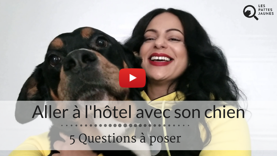 Image Aller à l’hôtel avec son chien – 5 questions à poser
