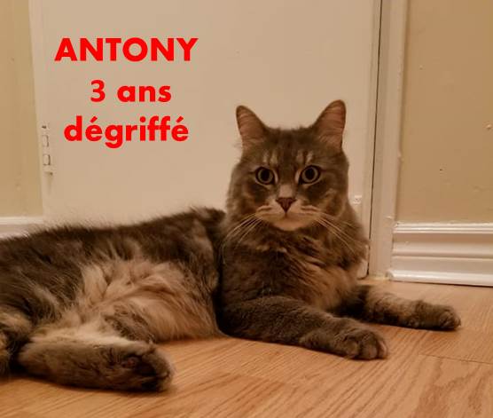 chat antony