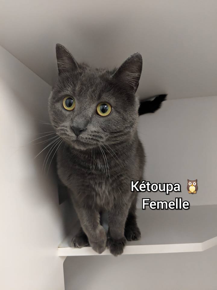 Kétoupa Les Pattes Jaunes Les Pattes Jaunes