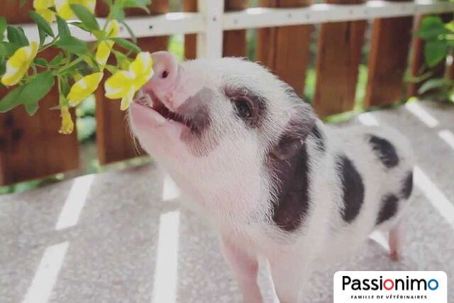 Image Je veux adopter un mini cochon !