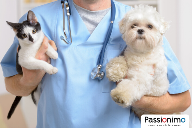 Image Les services essentiels de votre vétérinaire, c’est quoi au juste ?