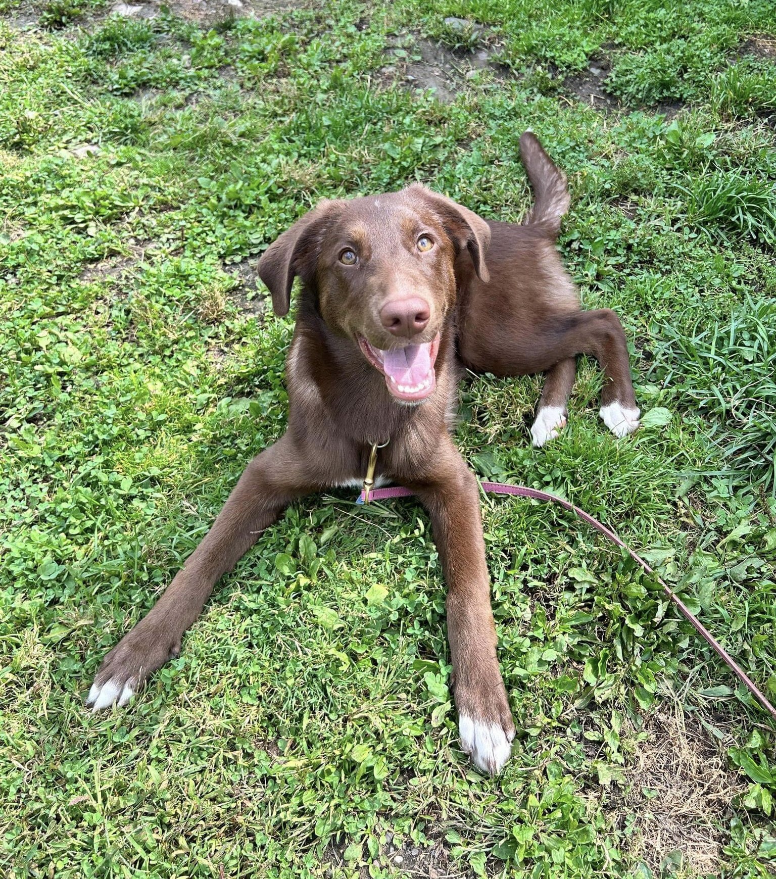 Choupette - Les Pattes Jaunes | Les Pattes Jaunes