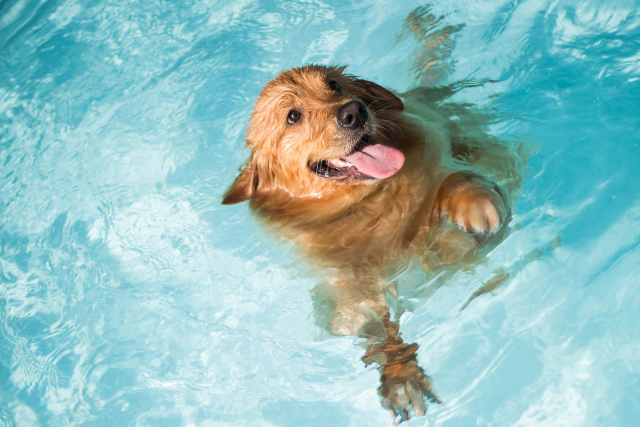 Image Conseils pratiques pour garder votre animal au frais cet été!