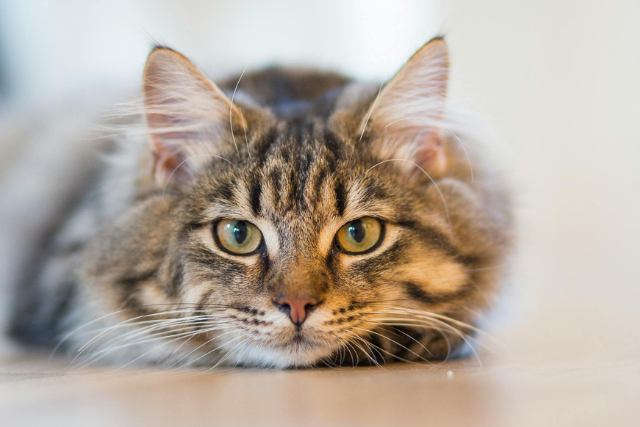 Image Prendre soin d’un chat âgĂ© : quelques conseils essentiels pour assurer son bien-ĂŞtre