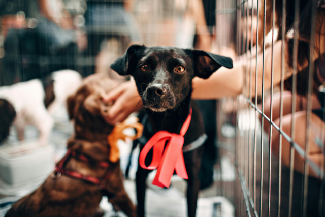 Image Octobre : Le mois de l’adoption d’un chien en refuge