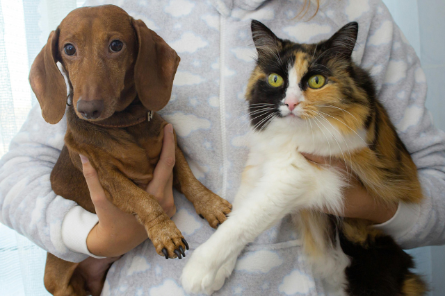 Image S’entendre comme chien et chat : astuces pour une cohabitation sereine